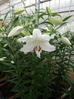 [4253 Coromandel No01.JPG]